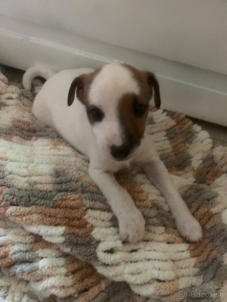 Predám šteniatko jack Russela