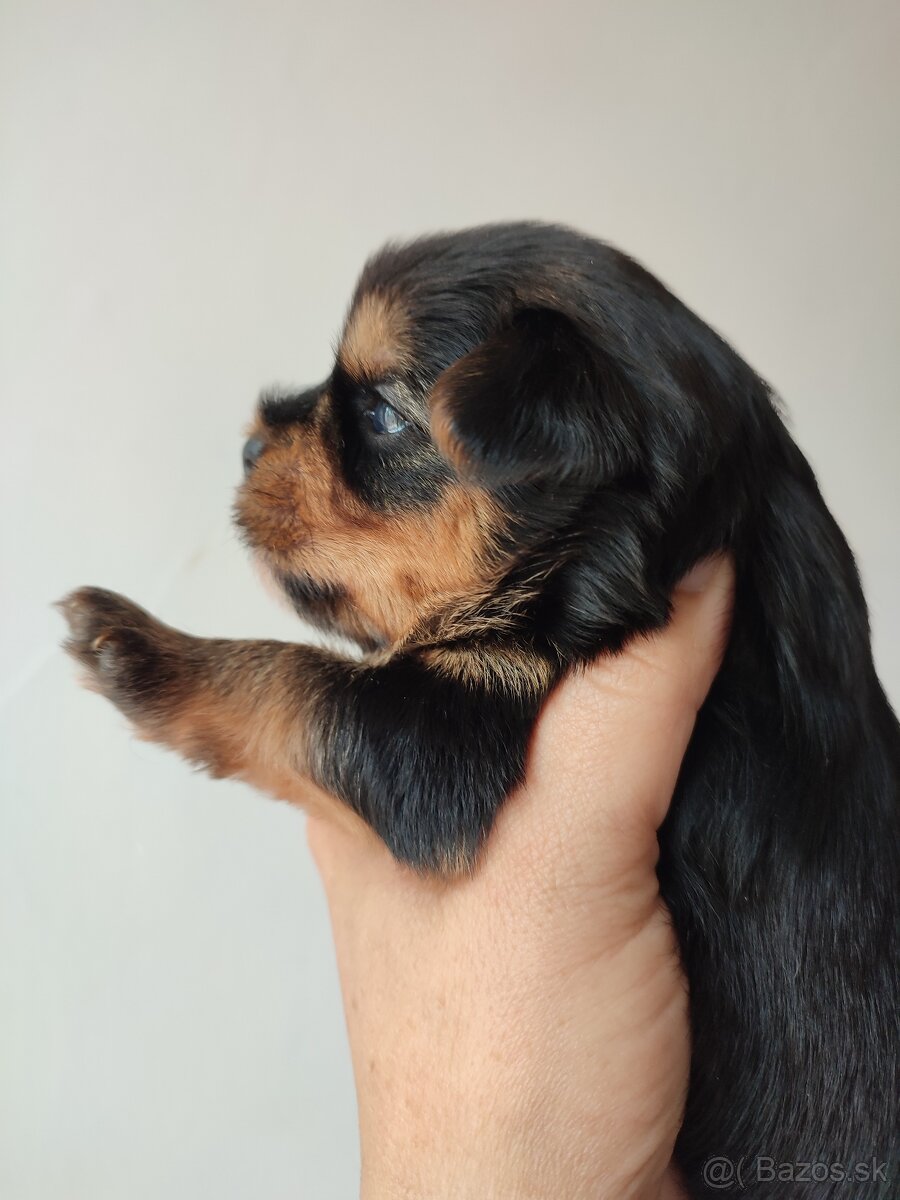 Yorkshire terrier - psík