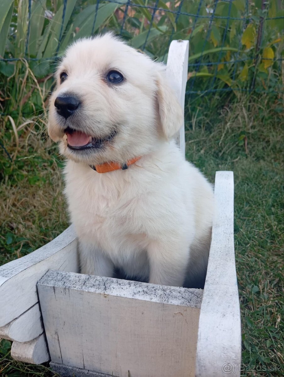 Zlaty retriever sučka