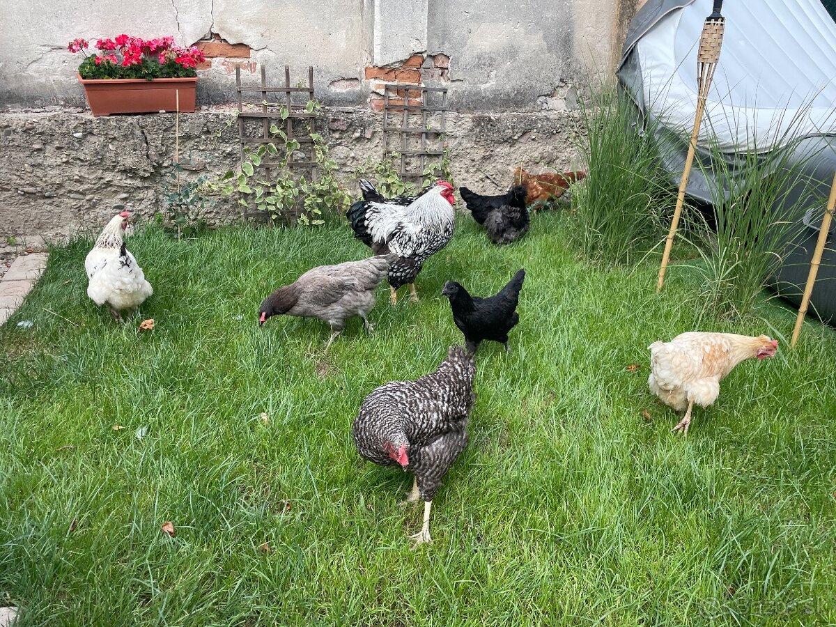 prepelice,ayam cemani, hodvabnicky,nosnice,zajace , 3x kurín