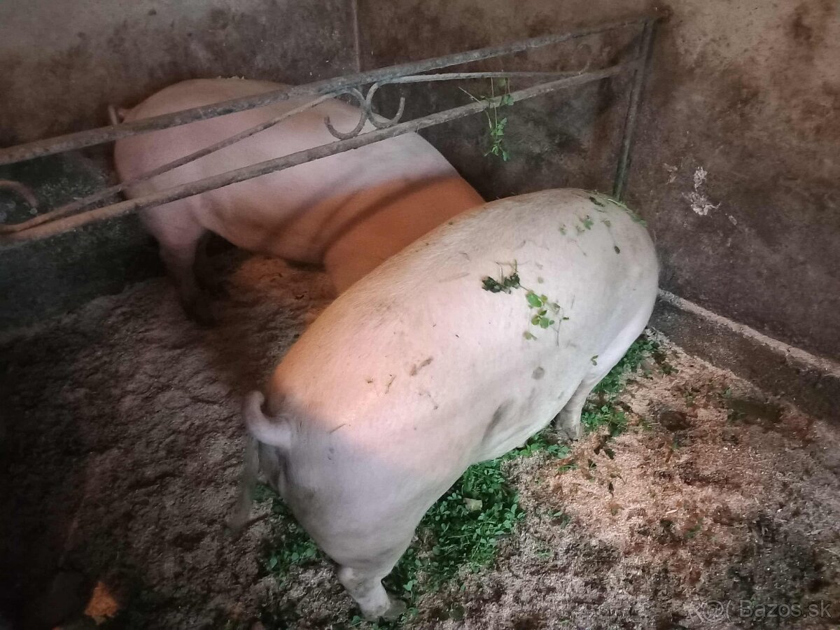 Jatočné ošípané