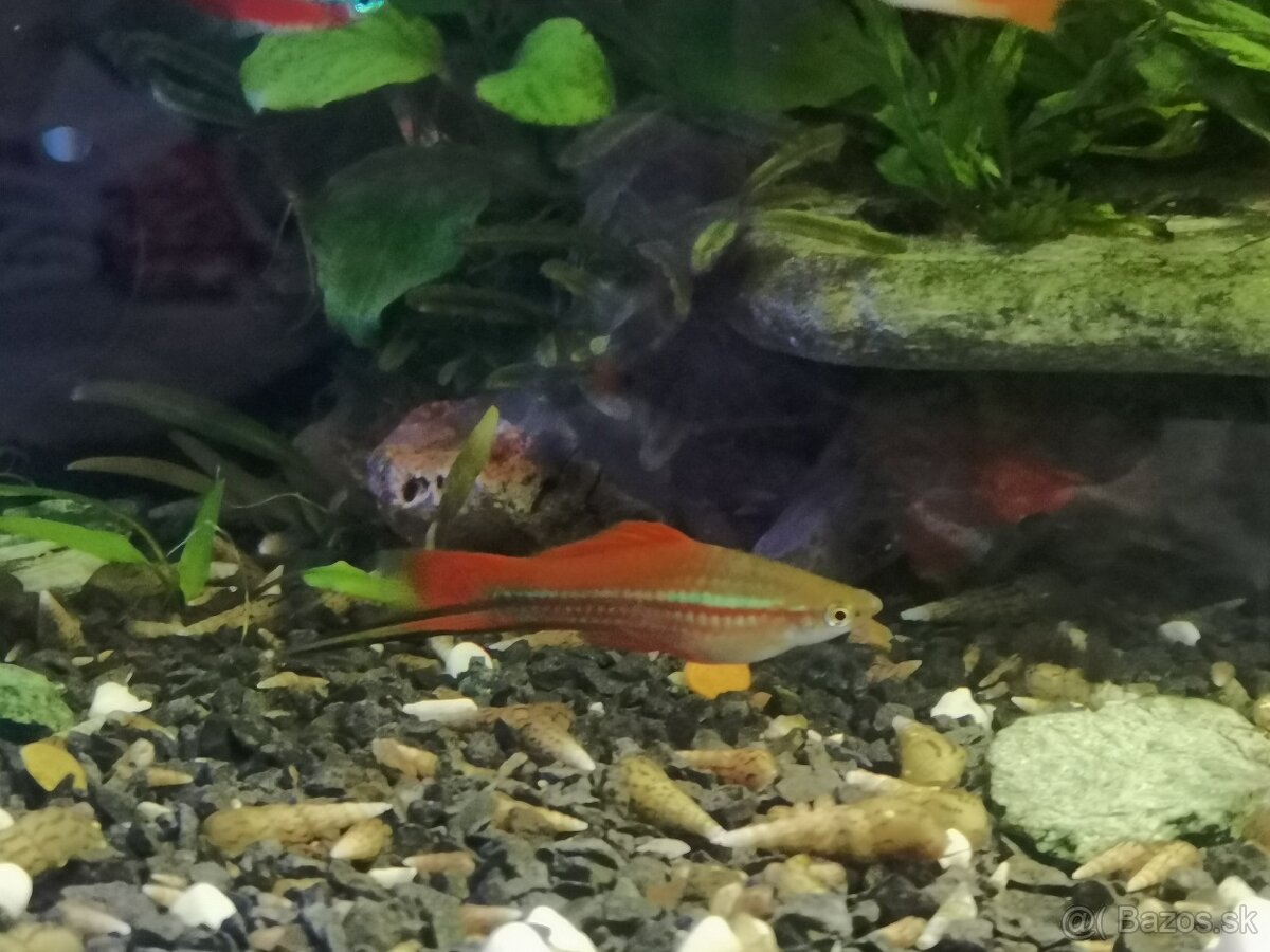 Mečúň Mexický (Xiphophorus helleri) - Rezervované do 14.12.