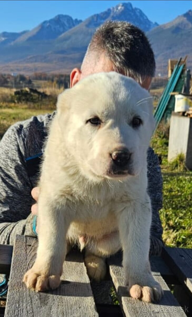 Stredoazijsky ovciak FCI pp