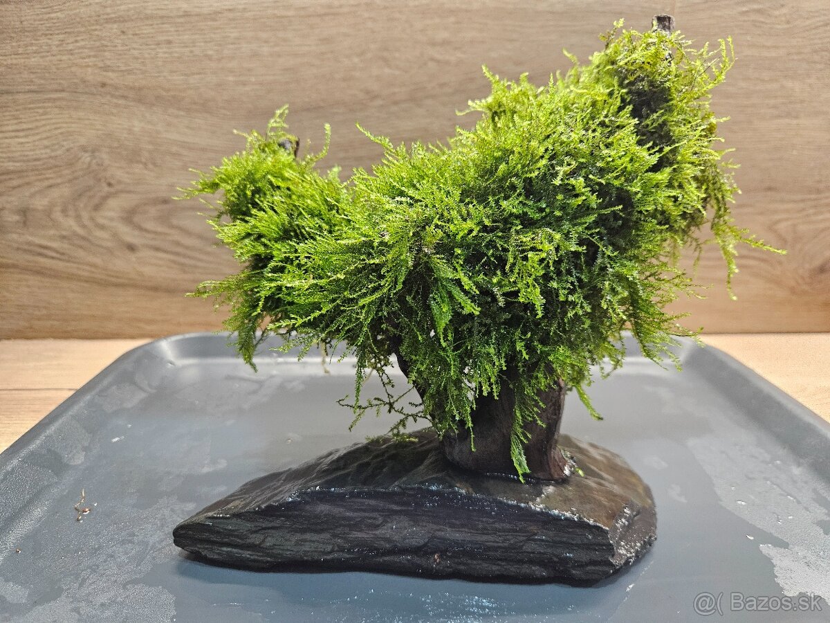 Akvarijny machovy strom, bonsaj