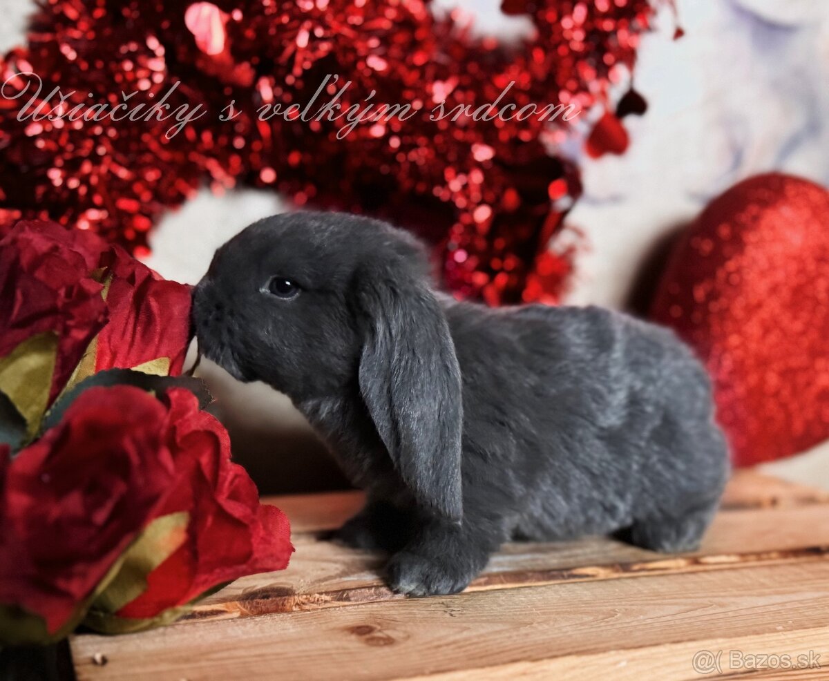 Anglický barenček s pp