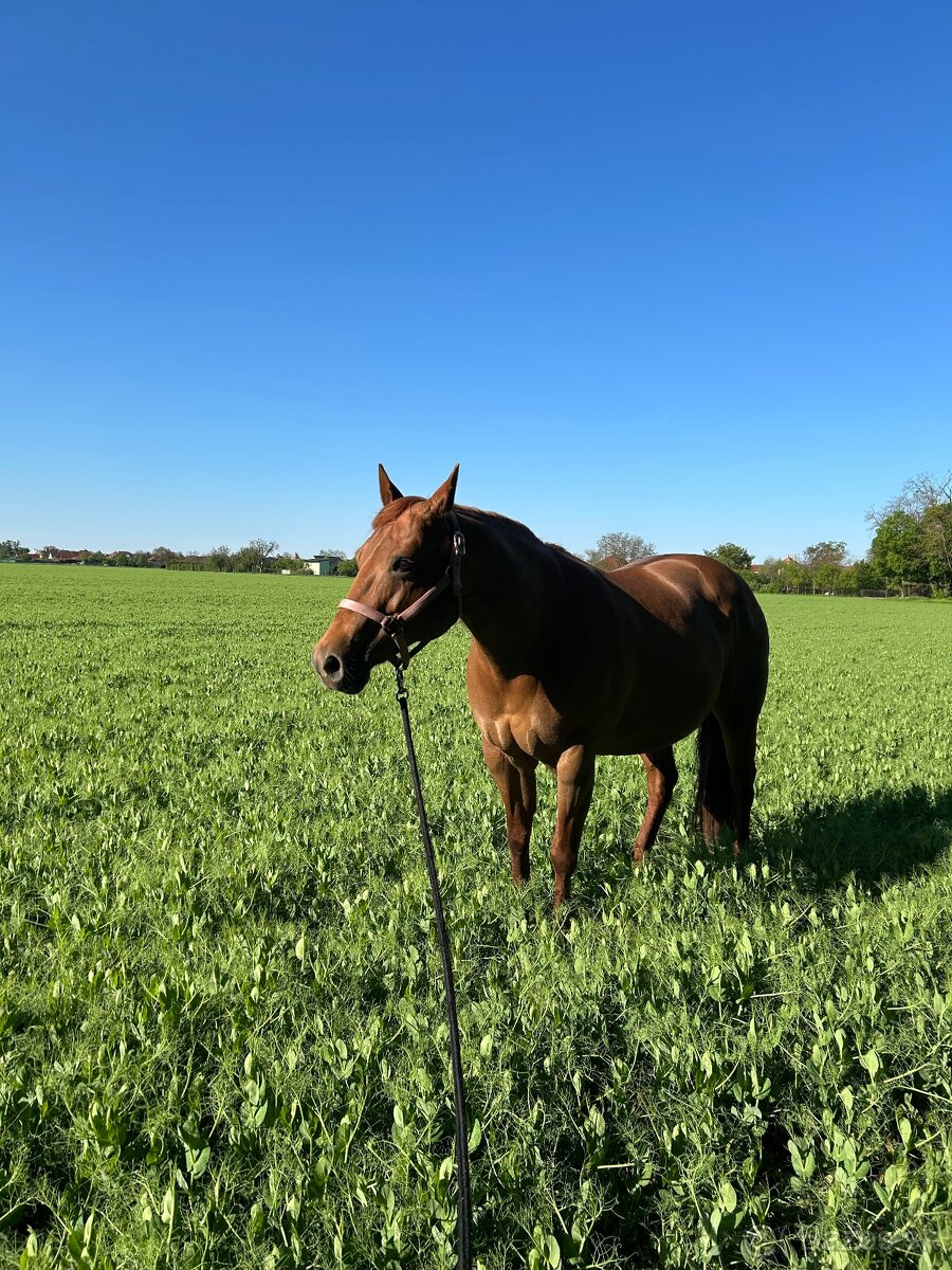 Práca pri koňoch, Stajník/stajníčka