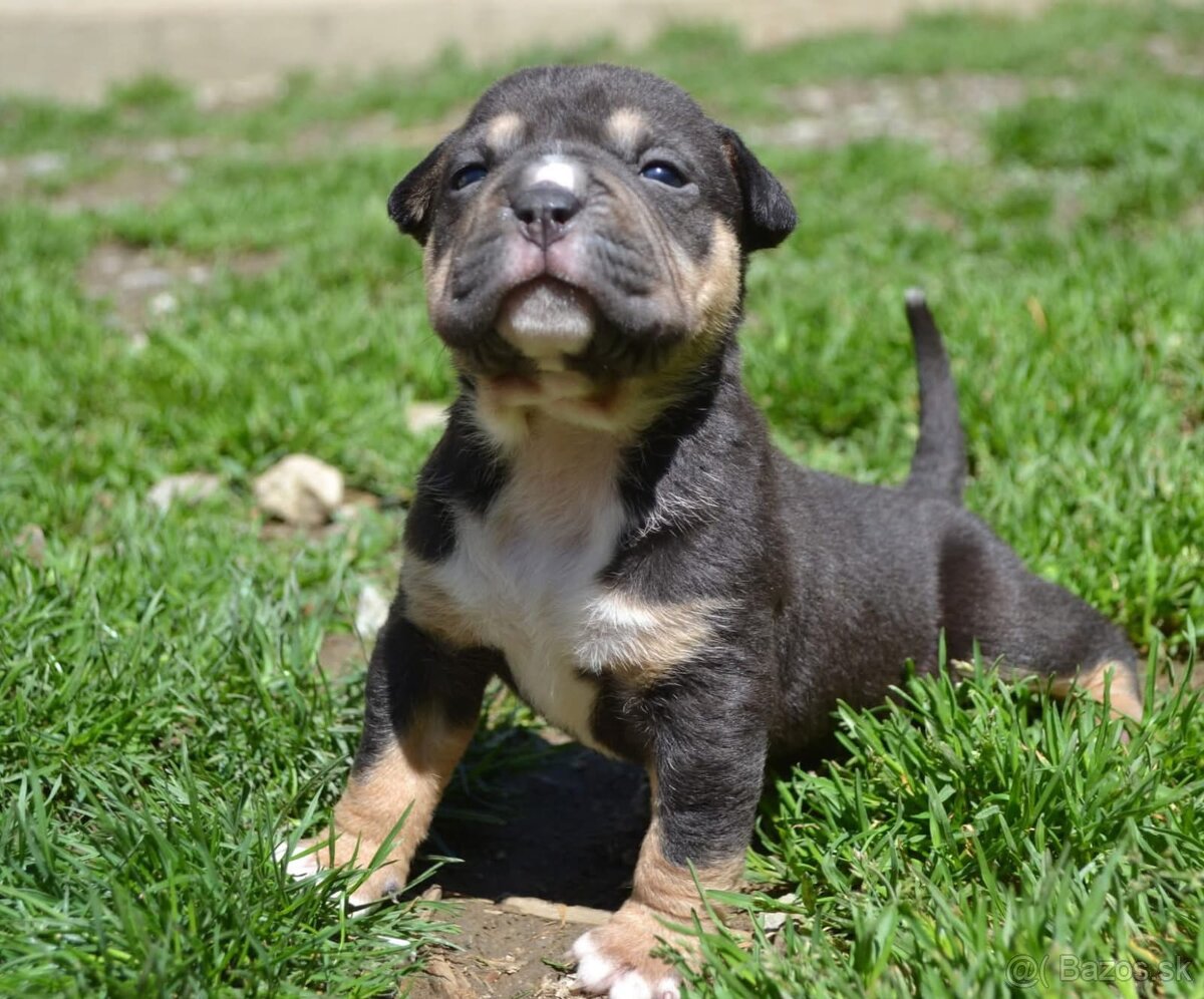 Crossbreed bully 75%