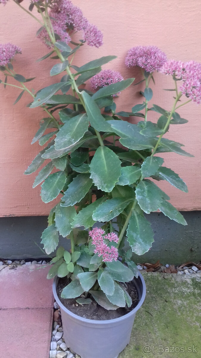 Hylotelephium spectabile