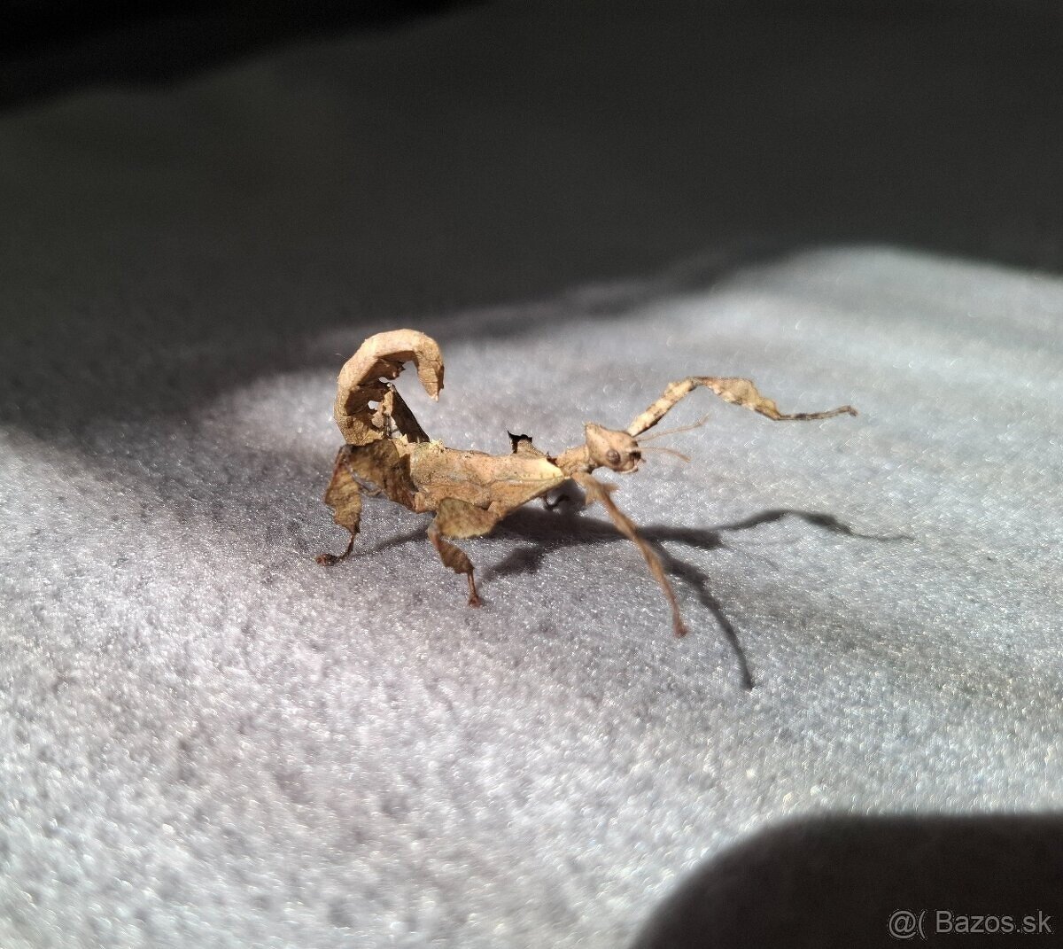 Strašilka australská - Extatosoma tiaratum