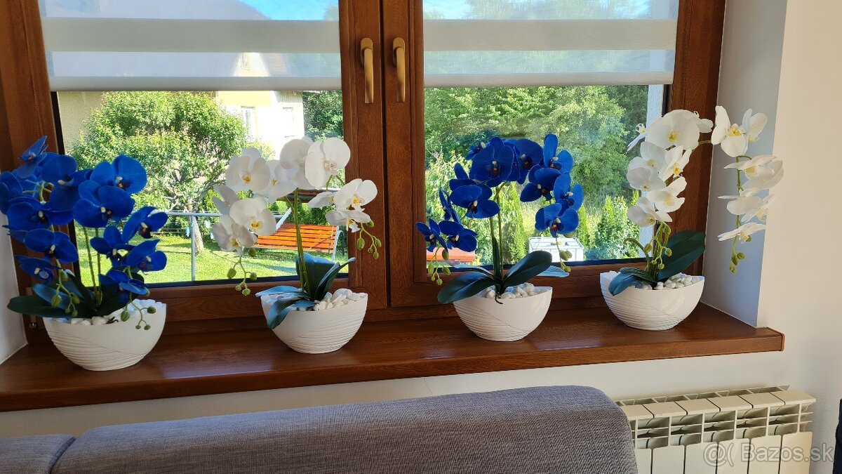 Kvety orchidea biela, modrá