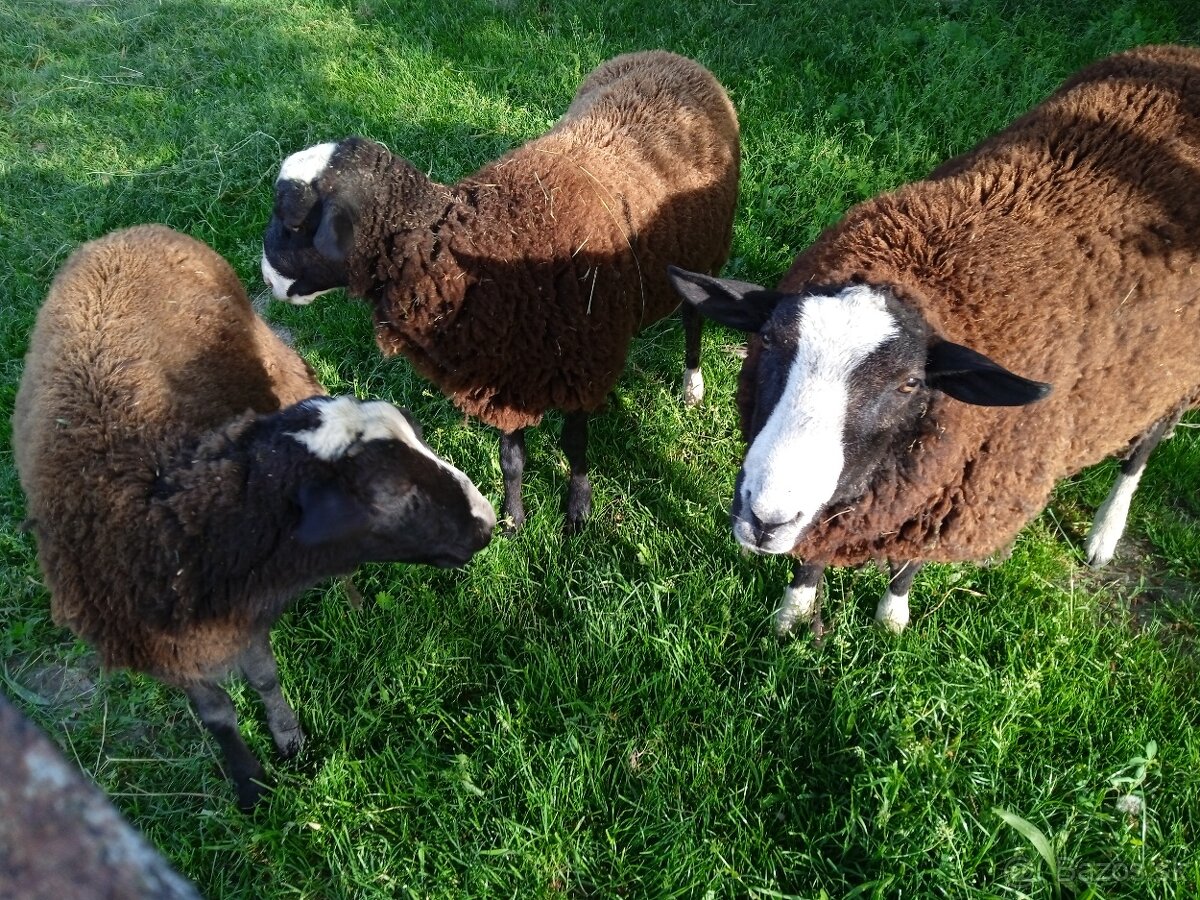 Zwartbles