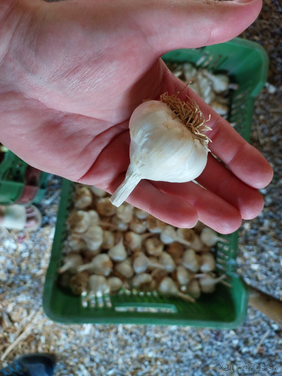 CESNAK