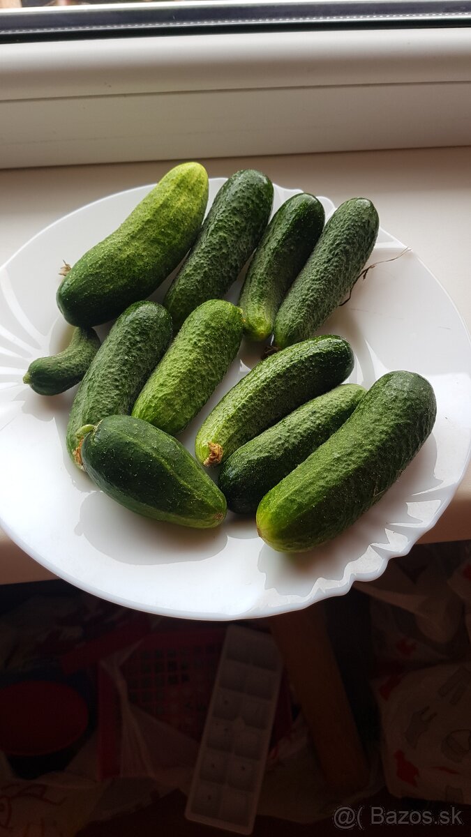 Uhorky nakladačky