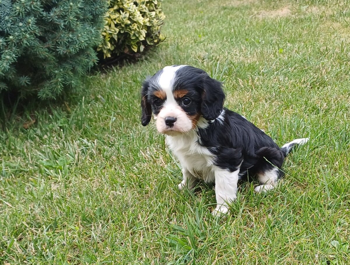 Cavalier king charles soaniel