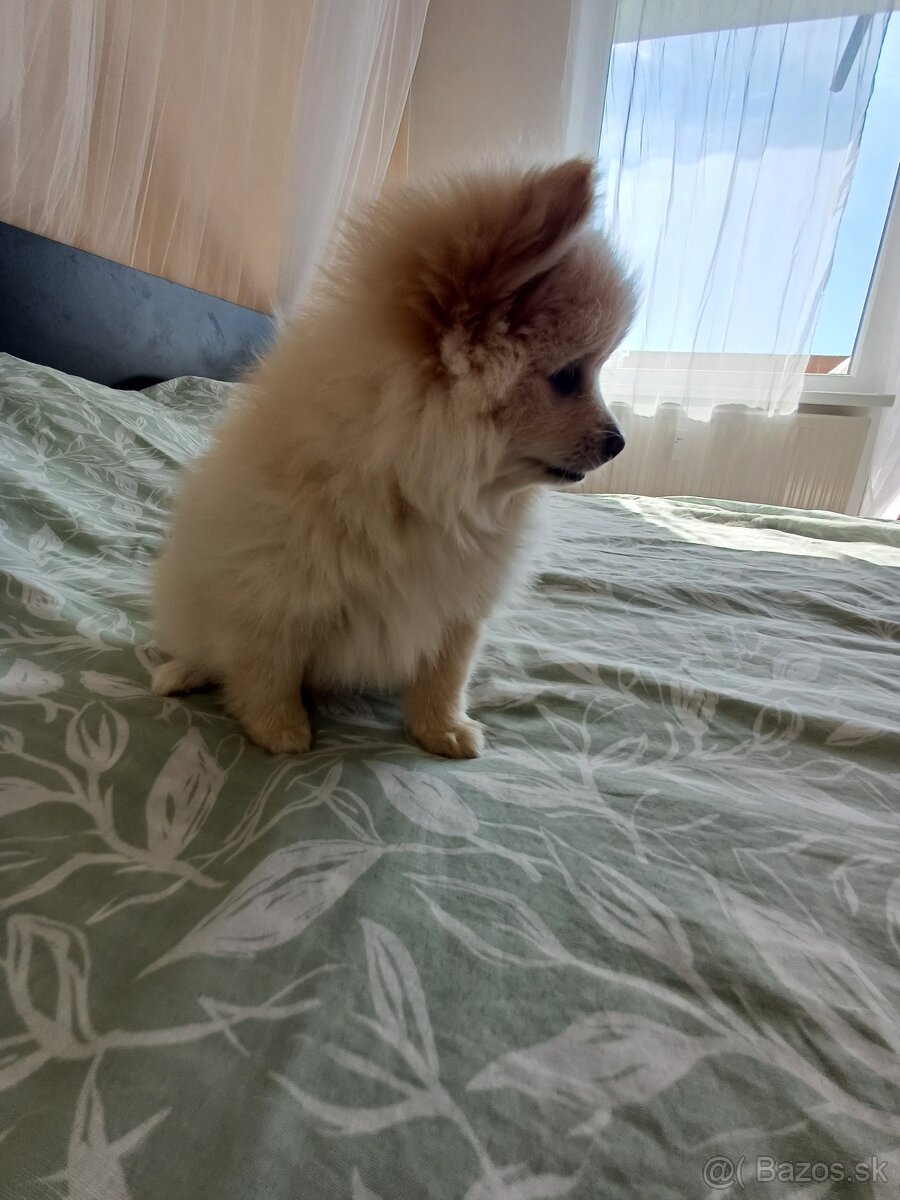 Pomeranian