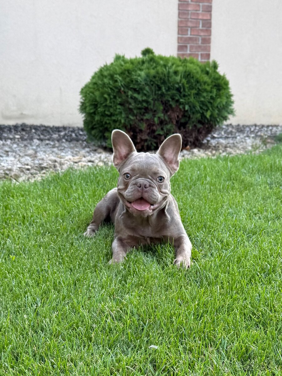 Francuzsky buldoček blue tan merle fenka a isabella fenka