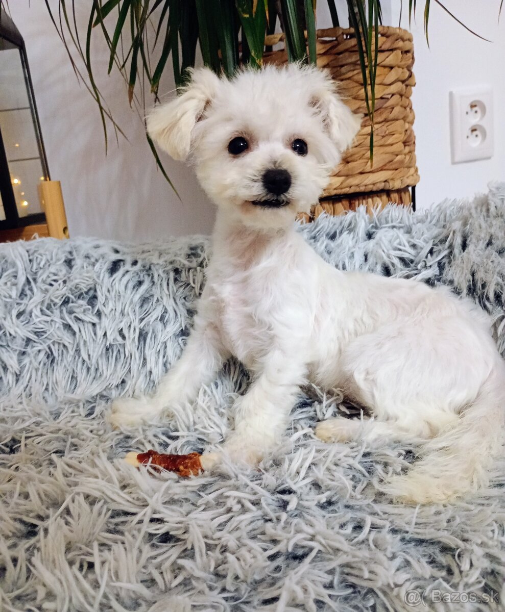 Bichon  fenočka Lilinka