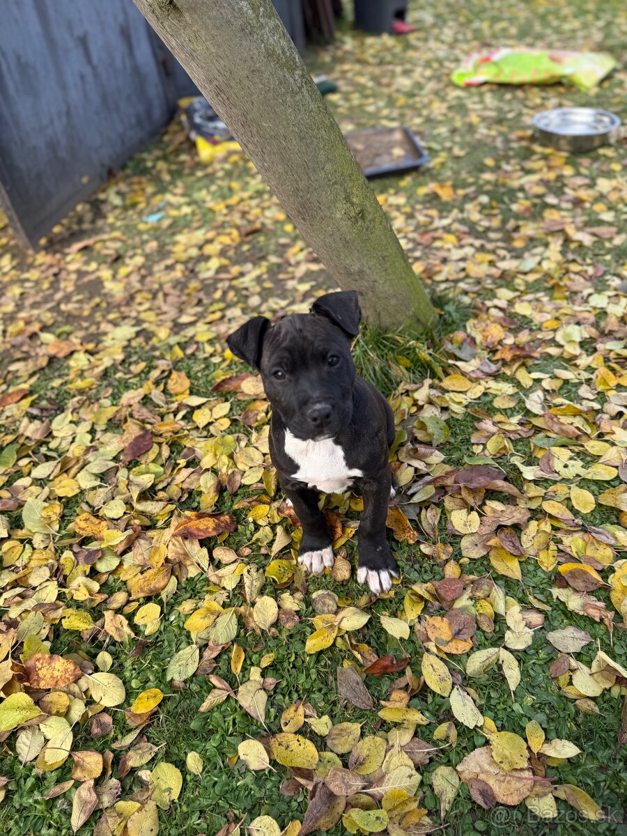 Americký staford 3steniatka odber ihneď 10 tyzdnove
