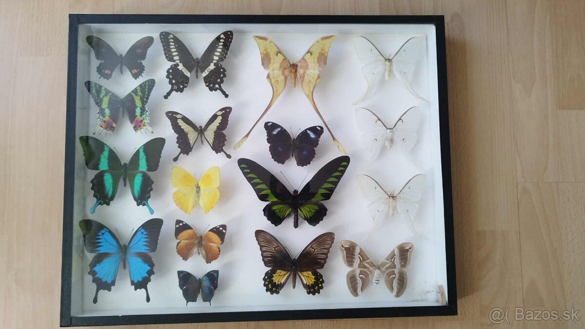 Predam veľkú zbierku hmyz