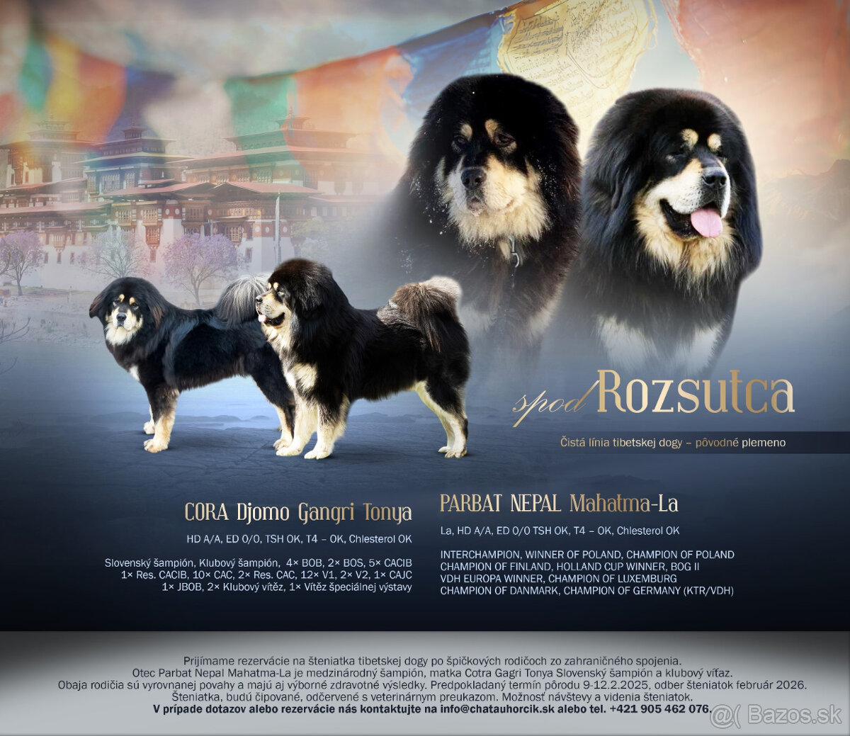 Tibetská doga šteniatka s PP po špičkových rodičoch