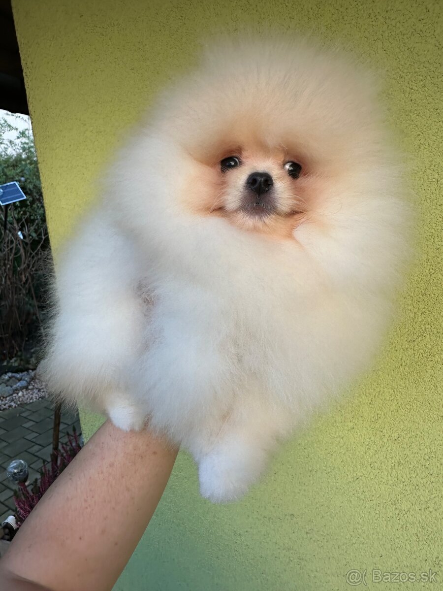 Pomeranian s pp FCI