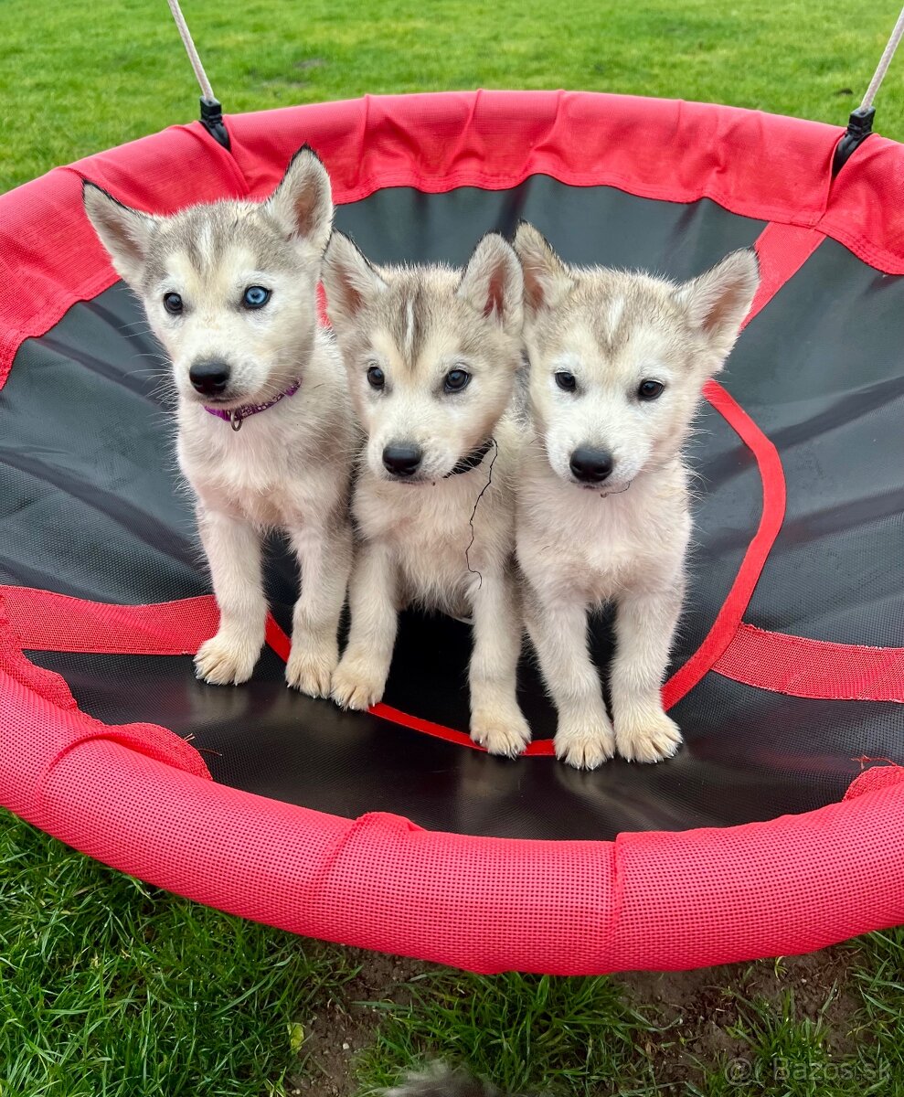 Steniatka sibirsky husky