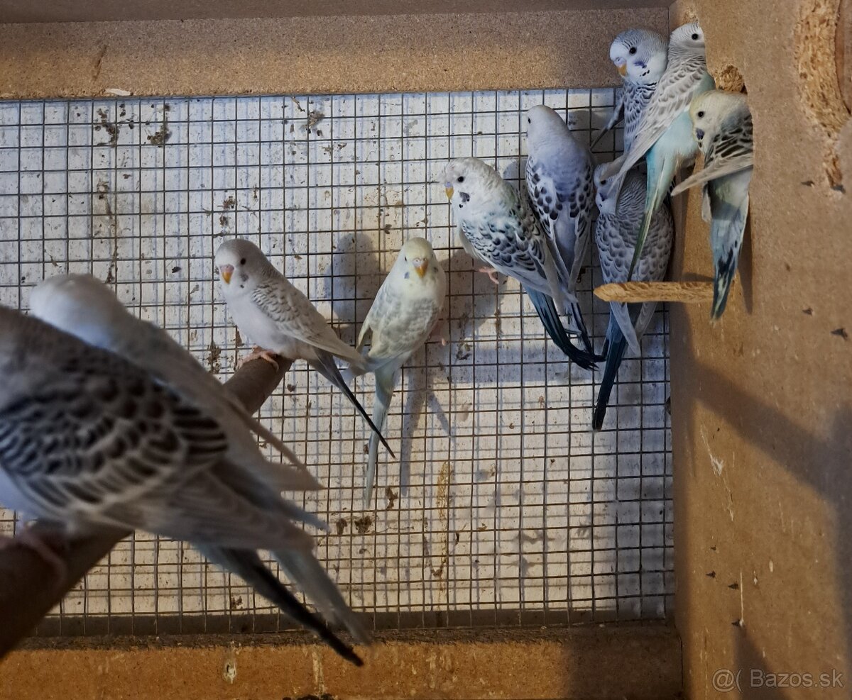 Andulky texas clearbody