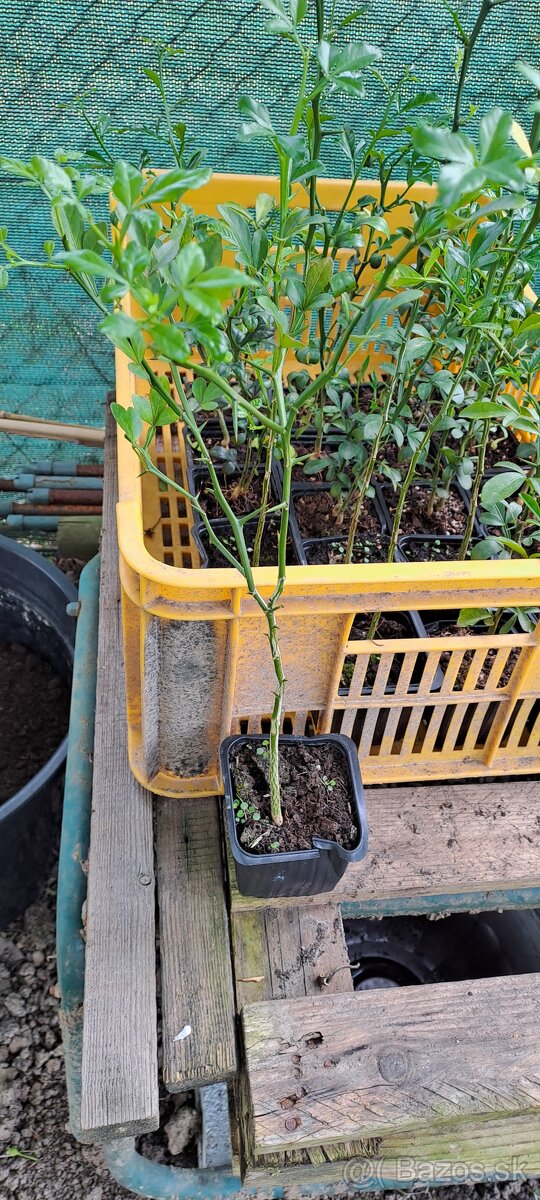 Citronovníkovec trojlistý-Poncirus trifoliata