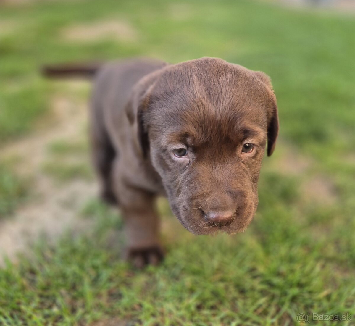 Labrador čokoládový