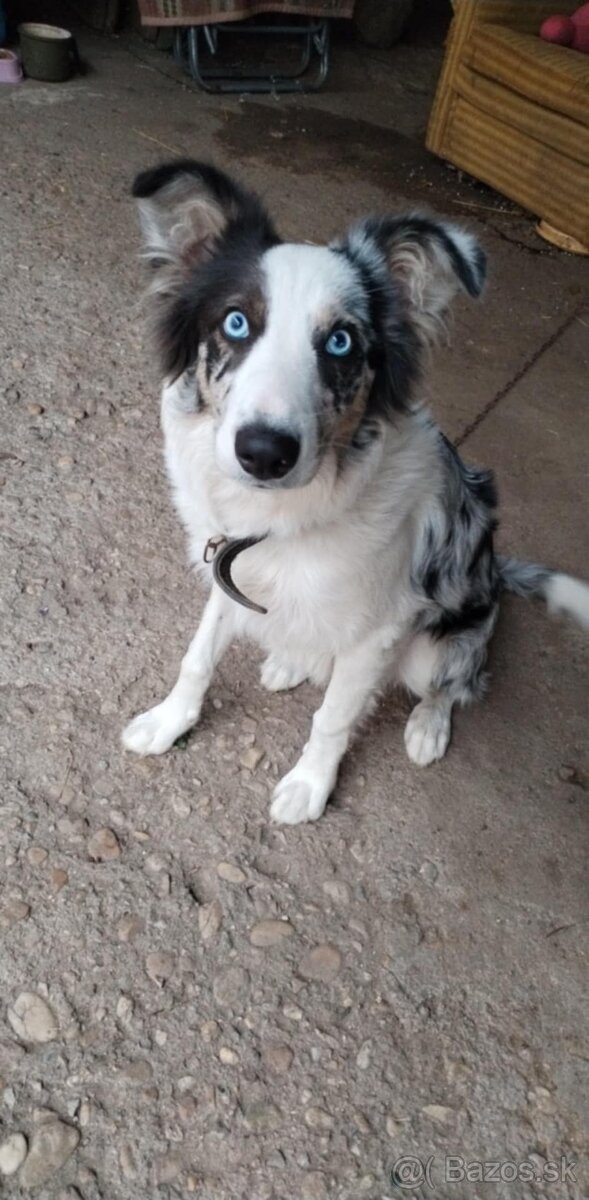 Border Collie