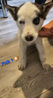 Sibírsky Husky Psík ♡