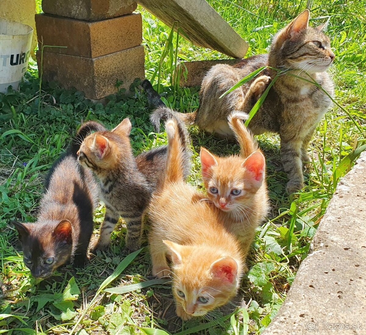 Mačiatka (1x mačka, 3x kocúr)