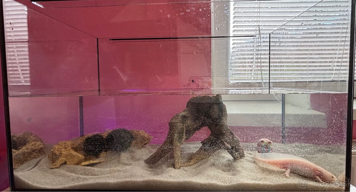 Axolotl mexický (ružový samec)