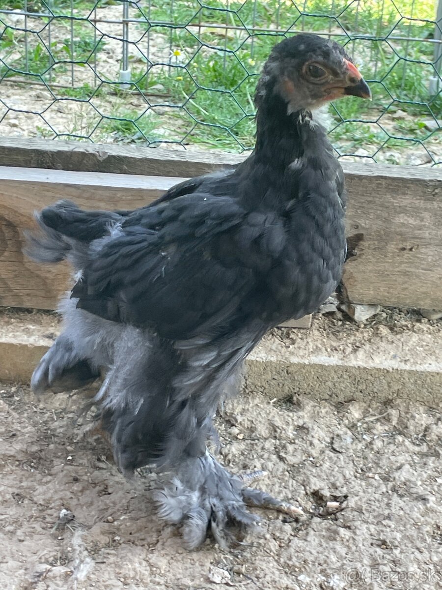 Kohútik Brahma