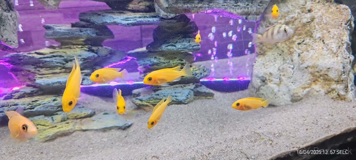 Predám Pseudotropheus zebra red