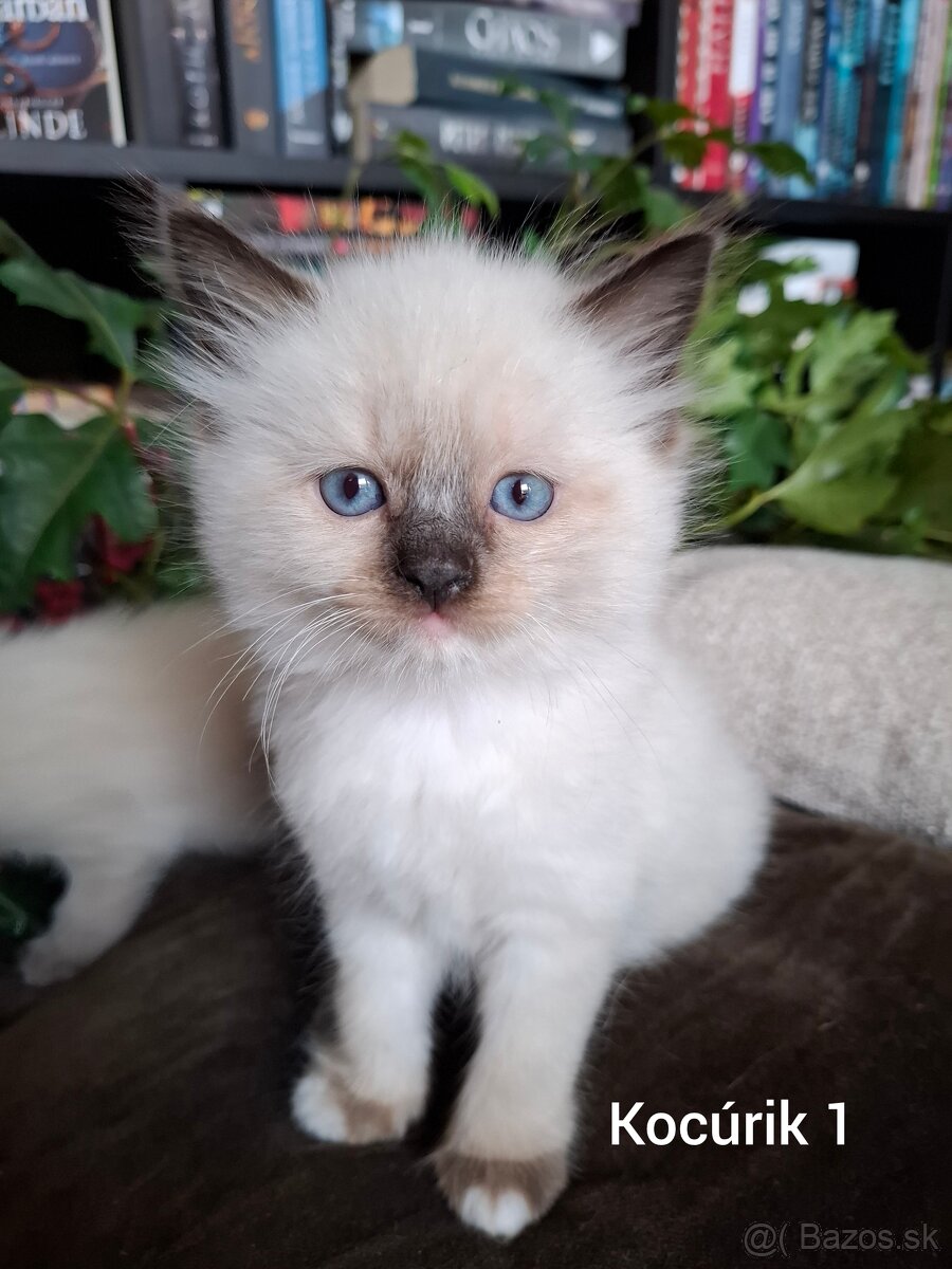 Ragdoll mačiatká na predaj