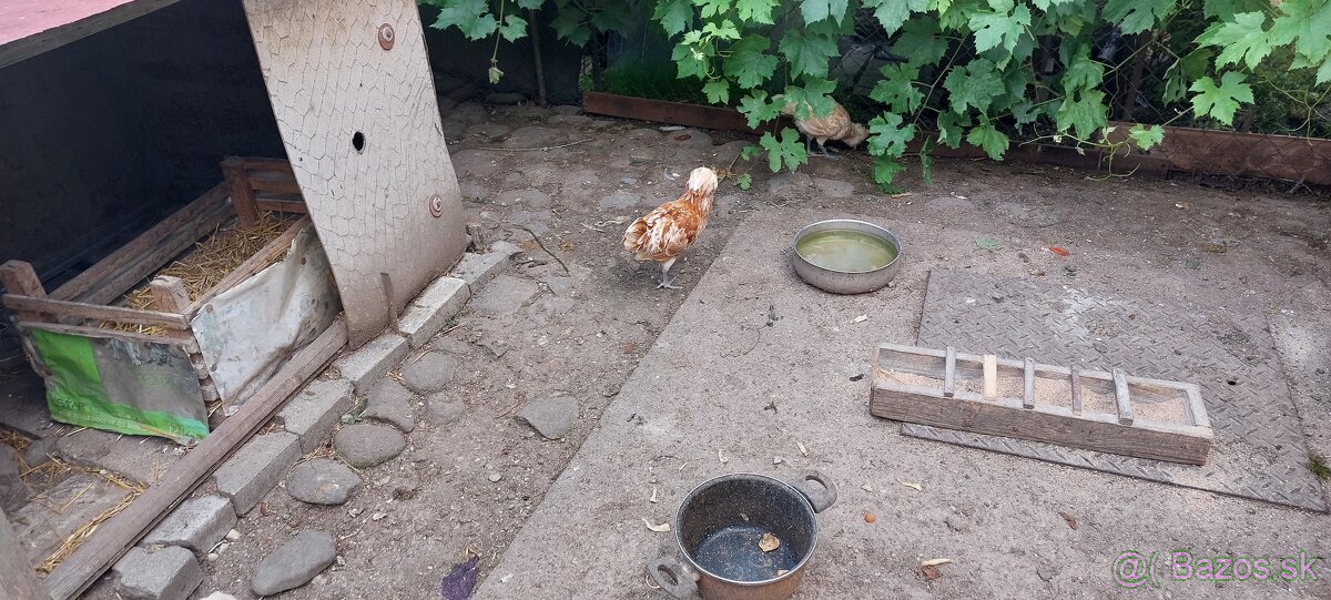 Paduanky