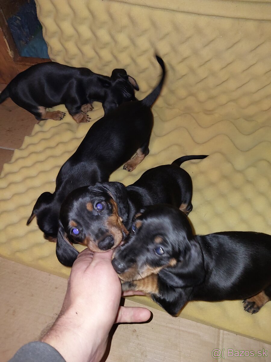 Jazvečík kratkosrsty