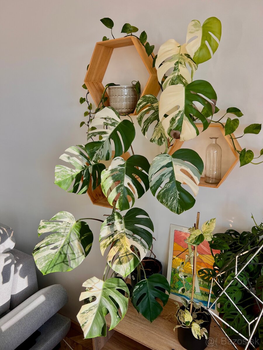 Monstera Deliciosa Albo Varegiata