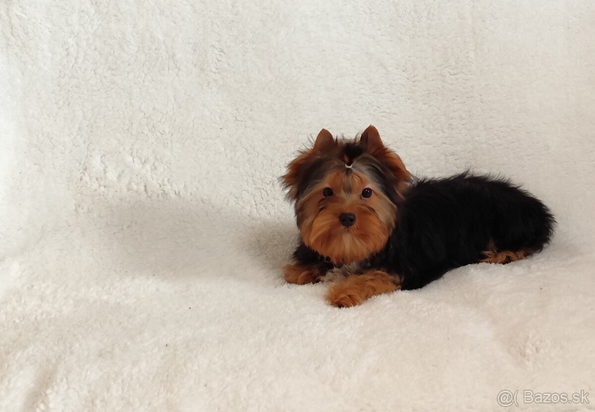 Yorkshire terrier