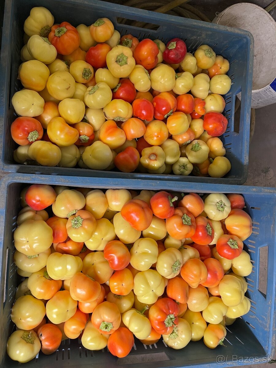 Almapaprika