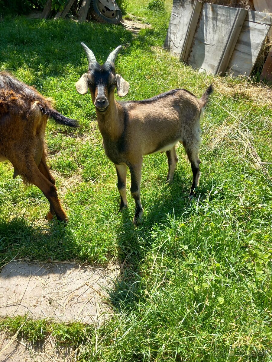 Capko