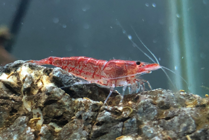 Predám krevetky - neocaridina - Red cherry