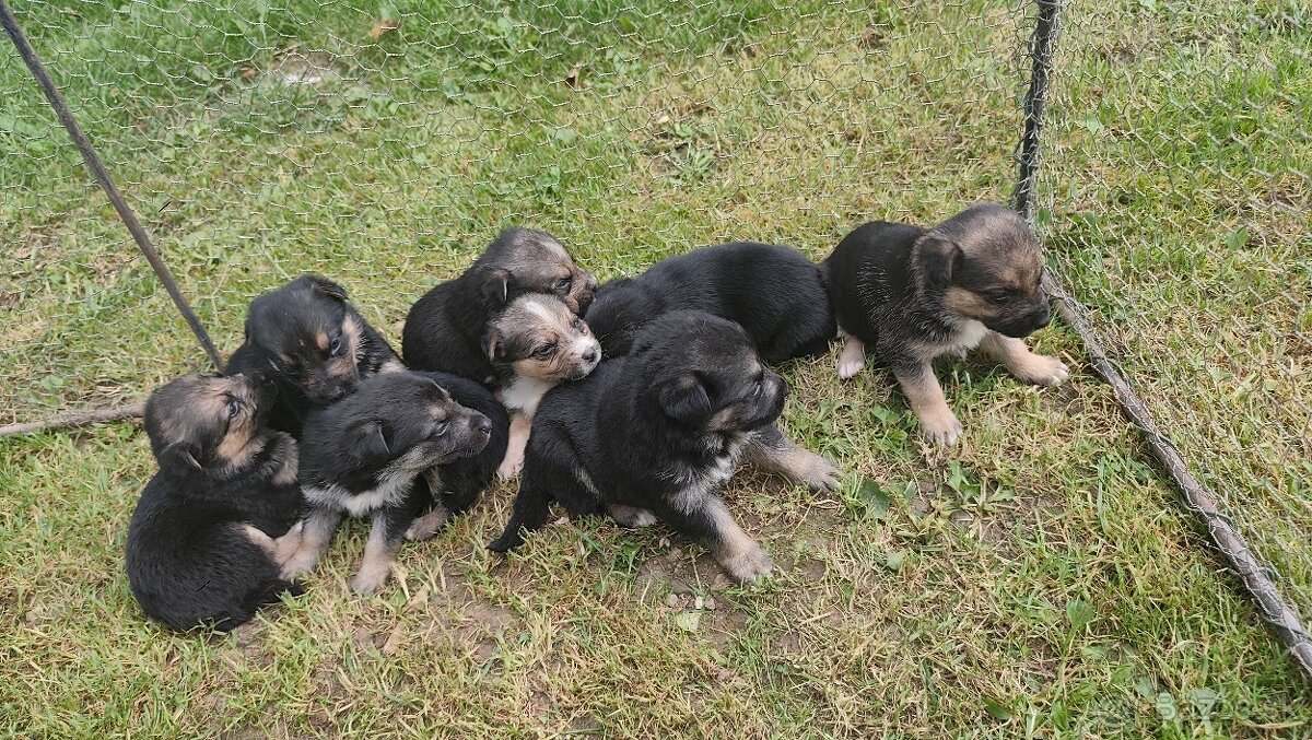 šteňiatka