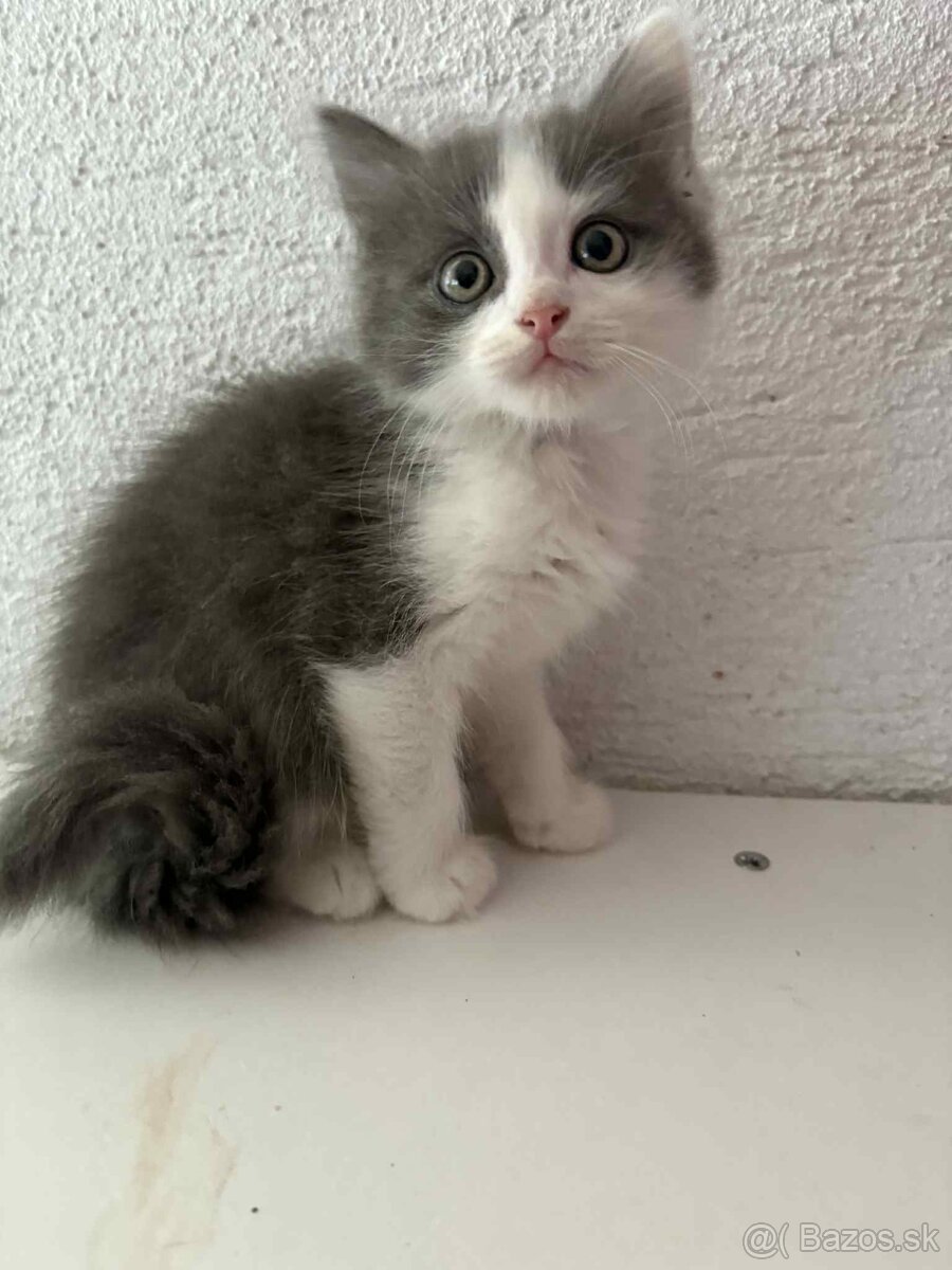 Ragdoll s britským bicolor mačiatka
