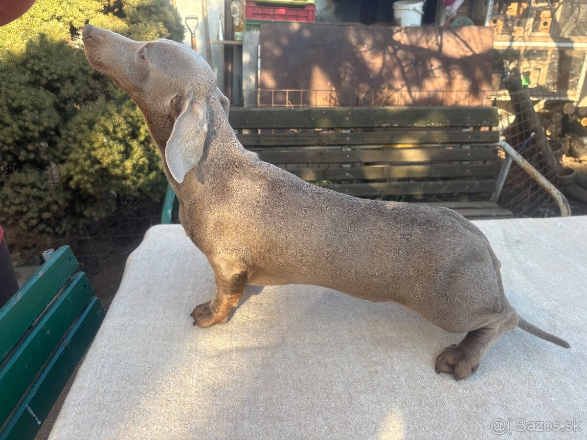 Jazvecik izabela - Dohoda