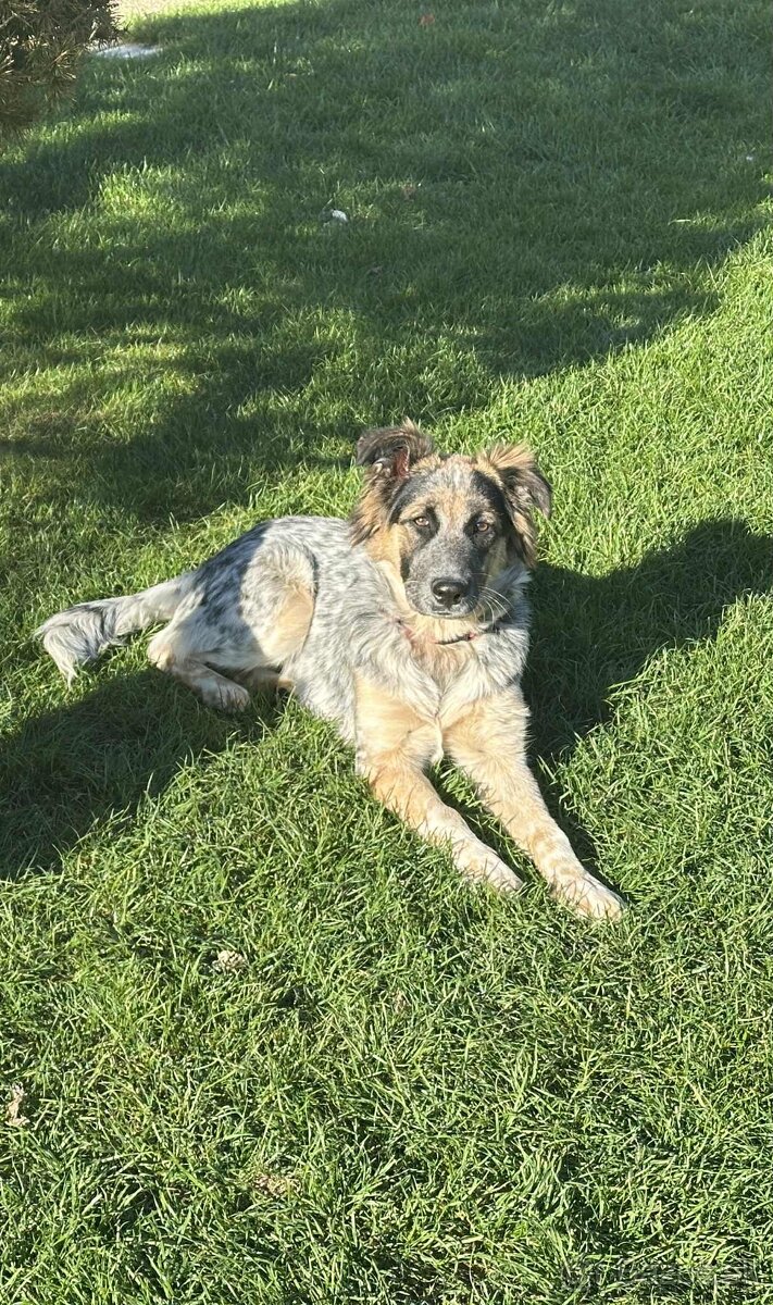 Kríženec border kólia s vlciakom