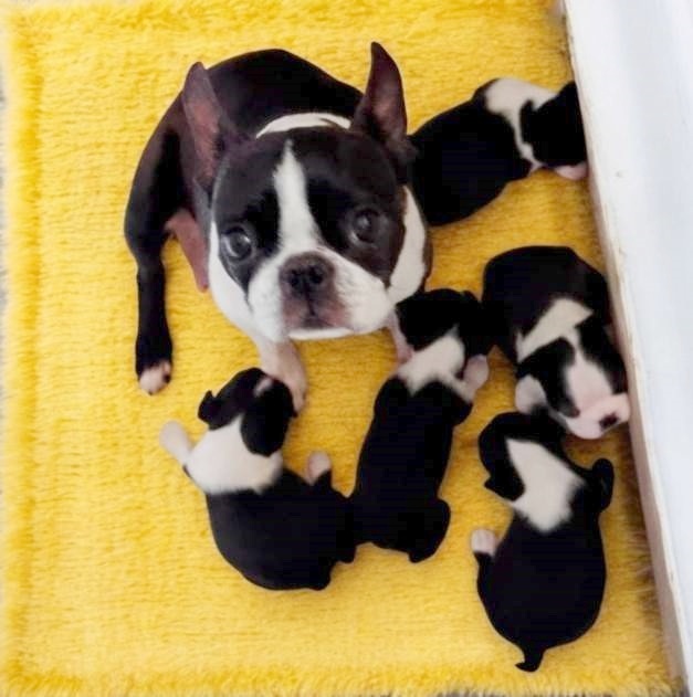 Boston Terrier,Bostonský Terier,Boston