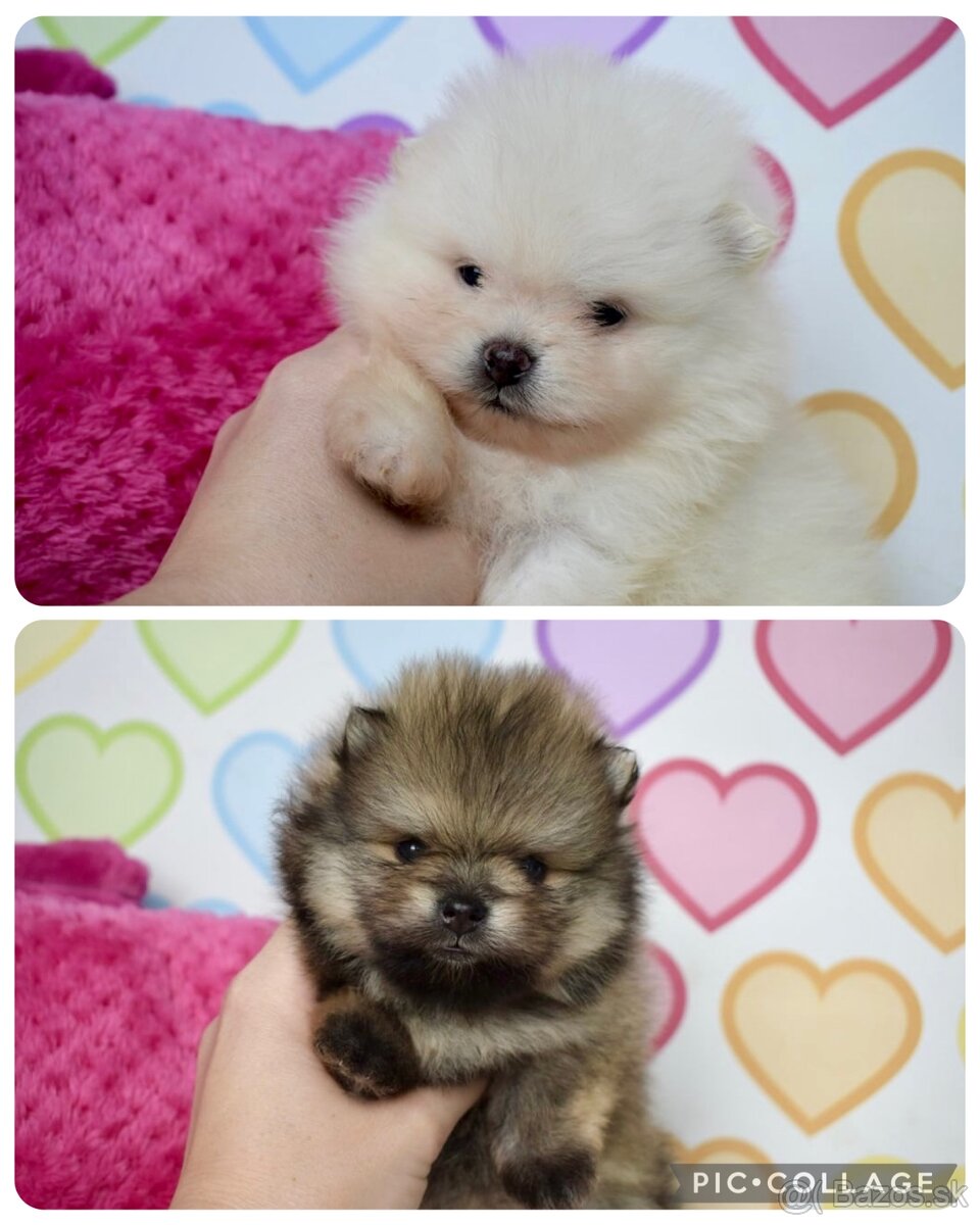 Pomeranian s PP