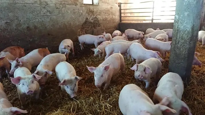 Odstavcata na vykrm